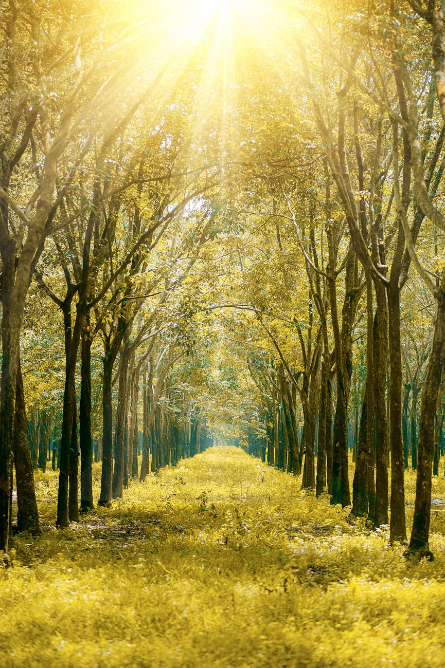 scenic view of the forest during sunrise