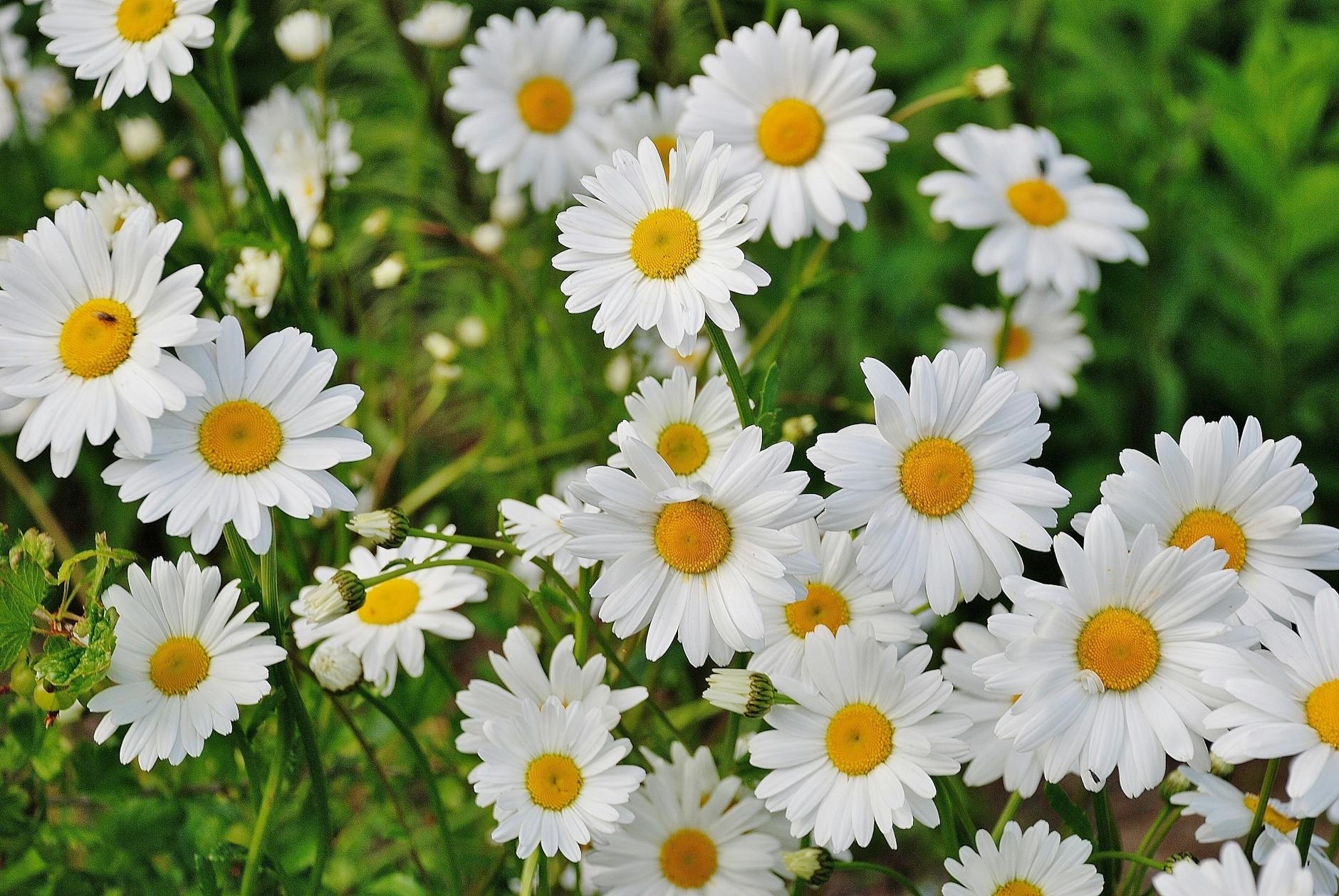 white daisy flower