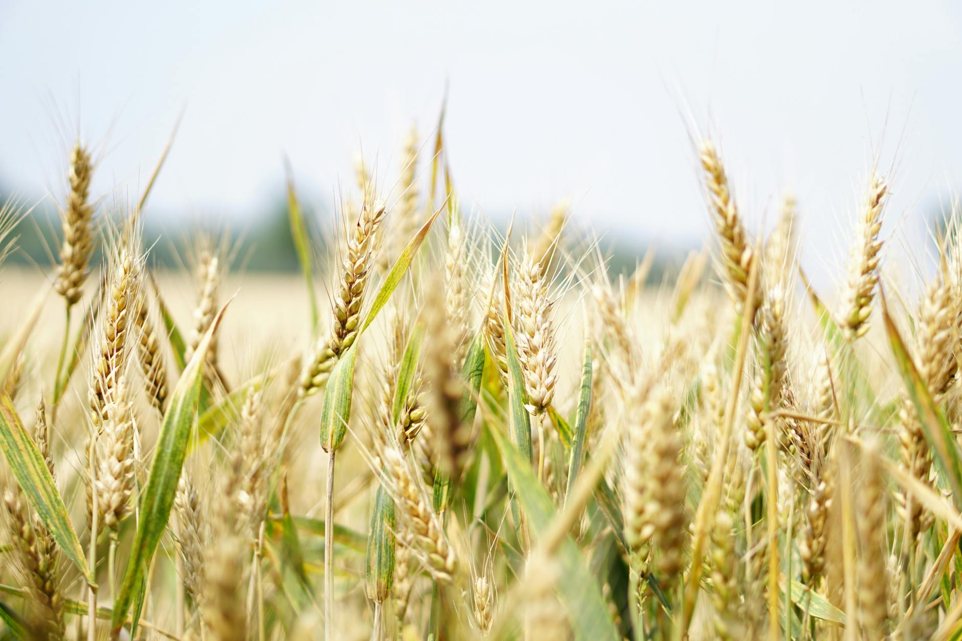 wheat field under gray sky