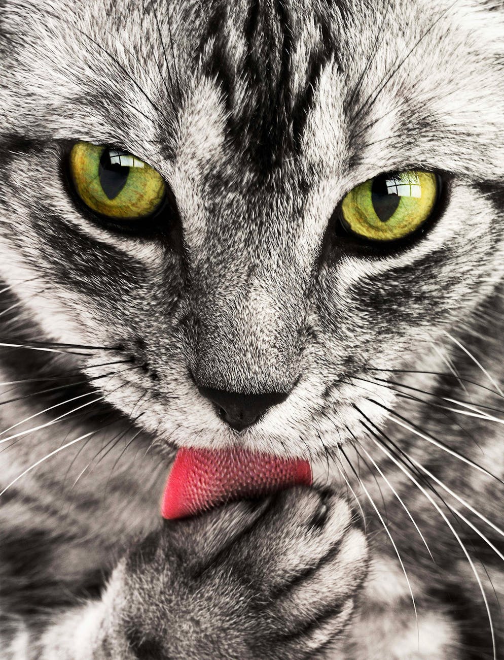 close up photography of white and black cat