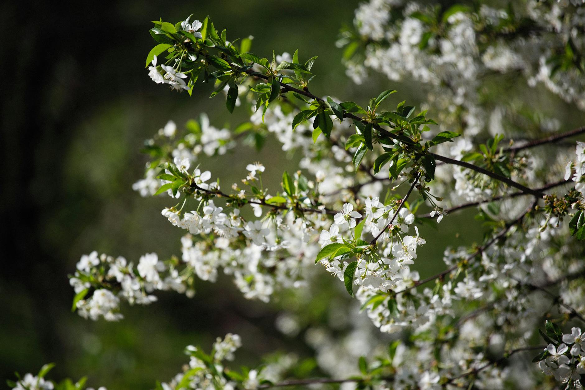 white flowers in bloom