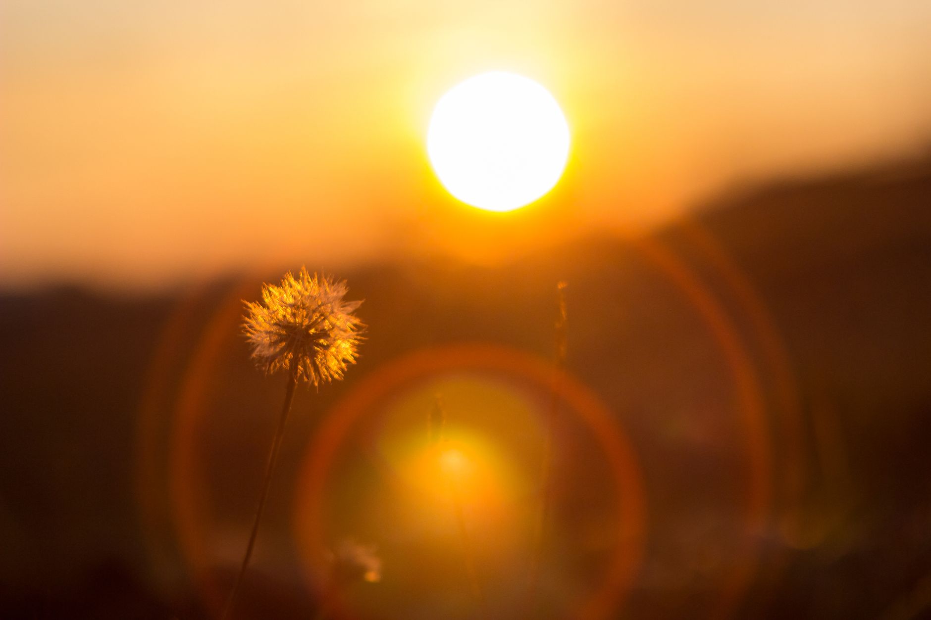 dreamy dandelion silhouette at sunset
