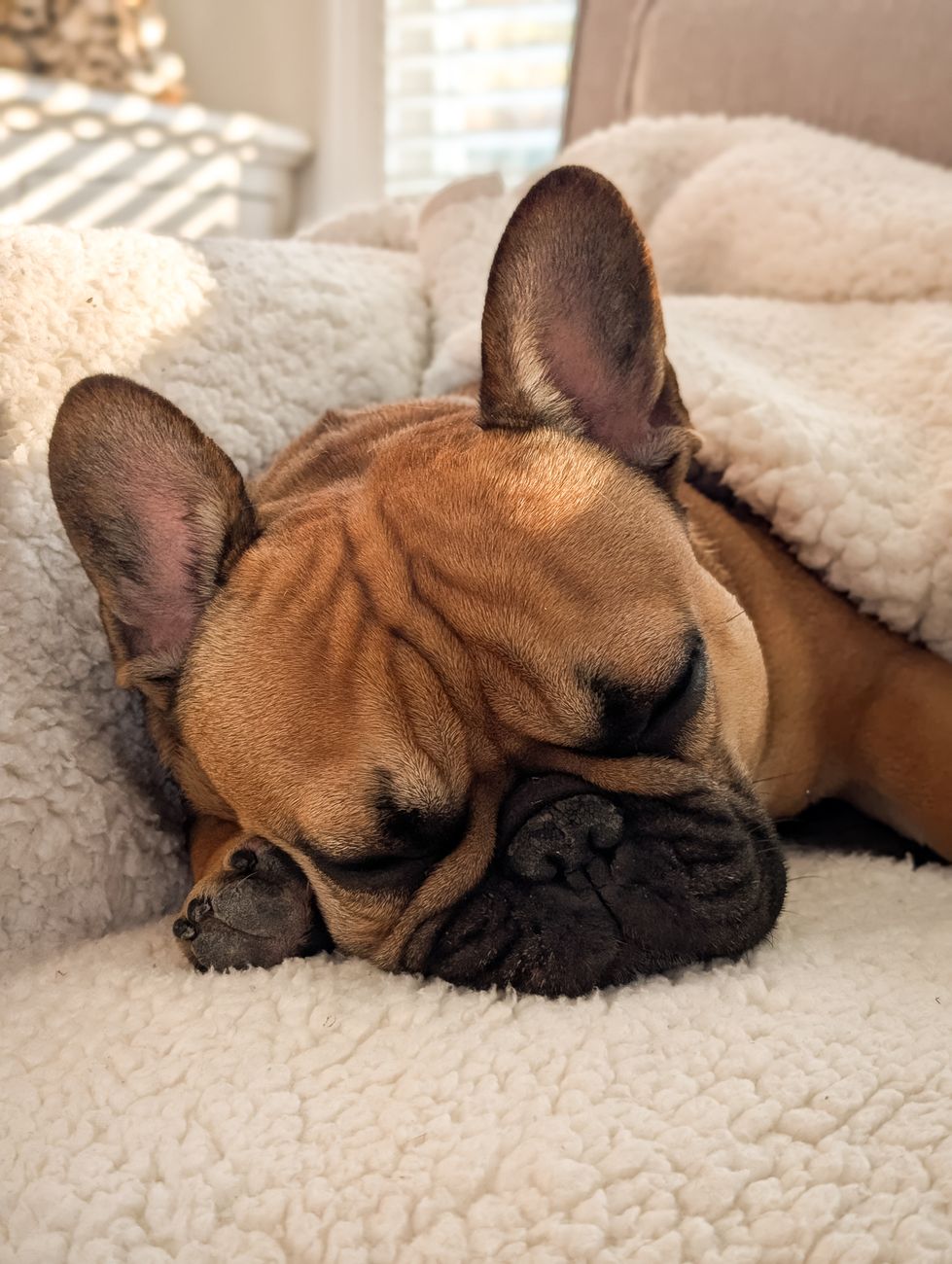 adorable french bulldog sleeping peacefully
